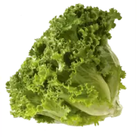 Oferta de Lechuga italiana pieza por $22.1 en La gran bodega