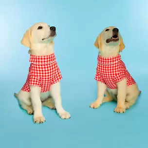 Oferta de Camisa de Cuadros con Cuello Occidental para Mascotas, Doggy Parton por $9999 en Waldos