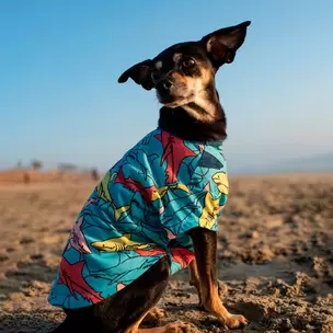 Oferta de Camiseta de Tiburones para Perro, Talla XXS, Vibrant Life por $6999 en Waldos