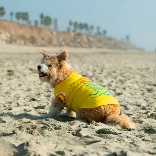 Oferta de Camiseta Sunny Vibes para Perro, Talla XXS, Vibrant Life por $6999 en Waldos