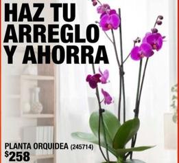 Oferta de Planta Orquidea por $258 en The Home Depot