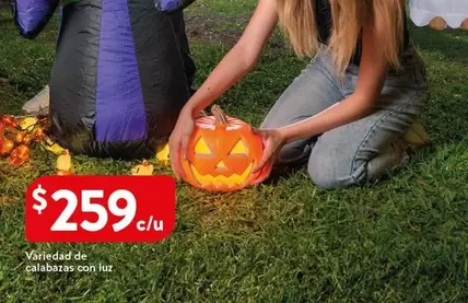 Oferta de Luz - Variedad De Calabaza por $259 en Walmart