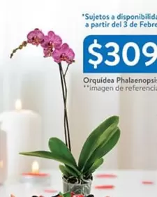 Oferta de Orquidea Phalaenopsis por $309 en Walmart