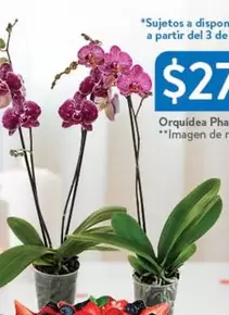 Oferta de Orquídea Phalas por $27 en Walmart