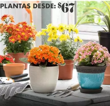 Oferta de Plantas por $67 en The Home Depot