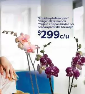 Oferta de Orquidea Phalaenopsis por $299 en Walmart