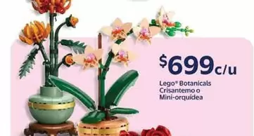 Oferta de Botanicals Criantemo O Mini-orquilea por $699 en Walmart